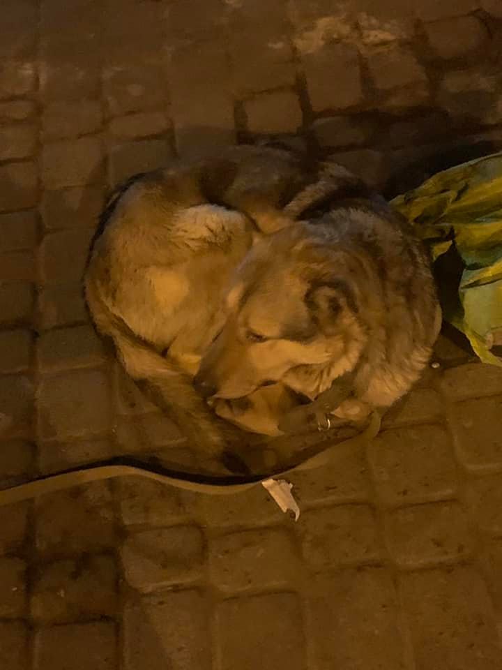 Хозяина забрала скорая, а верный пес, всю ночь охранял его вещи