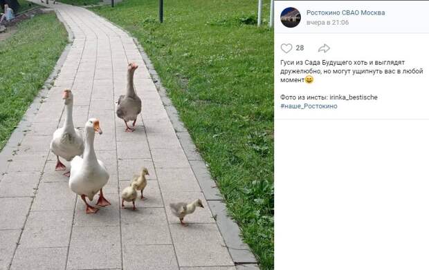 Фото дня: гусиная «банда» разгуливала в Саду Будущего