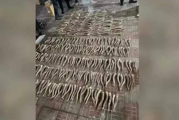 Полтысячи рогов сайги изъяли у жителя Алматы