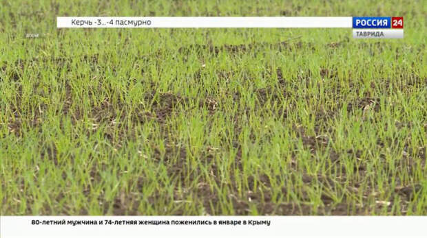 Январские морозы благотворно повлияли на крымские растения и озимые культуры