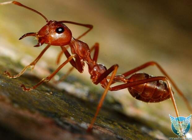 удивительные факт о муравьях 