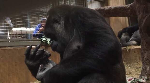 В прошлое воскресенье 16-летняя Калая, западная равнинная горилла, родила первенца Смитсоновский национальный зоологический парк, горилла, детеныш, животные, поцелуй, рождение, фото