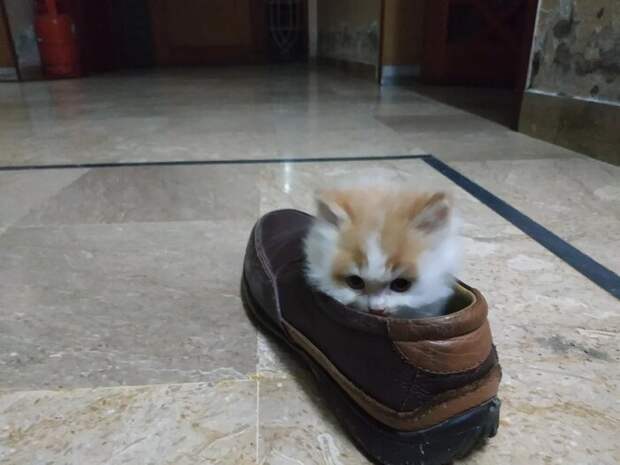 Классика жанра животные, кот, кошка, месть, прикол, смех, хулиган, юмор
