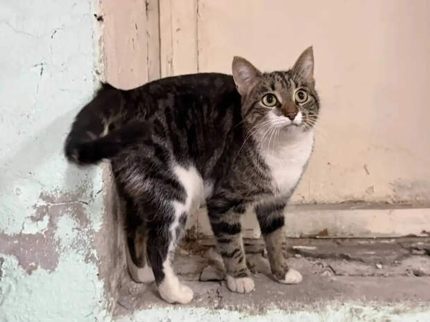 Глава Северодвинска ищет хозяев для кота, которого спасли от холода в администрации