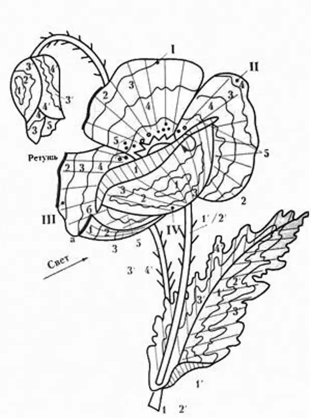 Вышивка гладью маки схемы