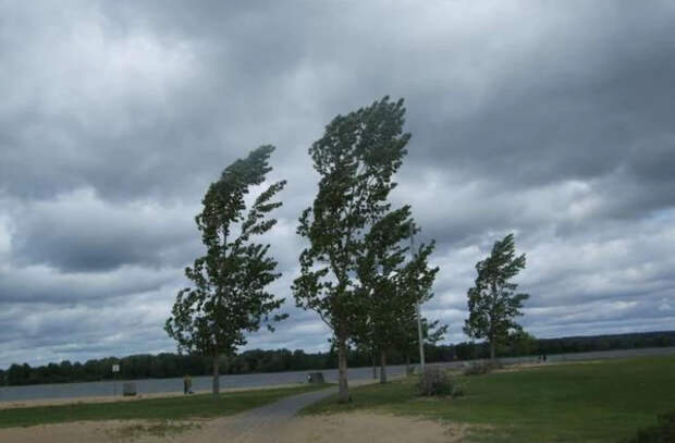 "Желтый код" опасности из-за ветра: водителей призывают не парковать автомобили под деревьями