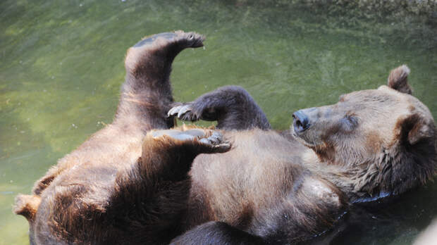 В Московском зоопарке проснулись бурый и гималайские медведи