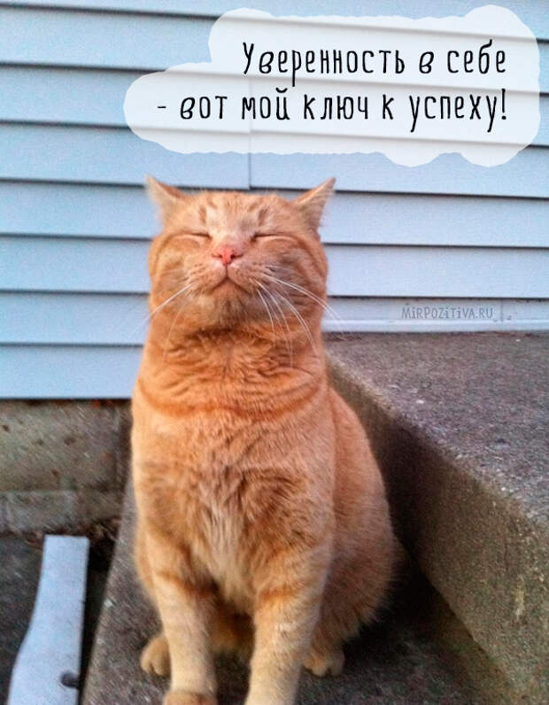 самоуверенный рыжий кот самоуверенный рыжий кот