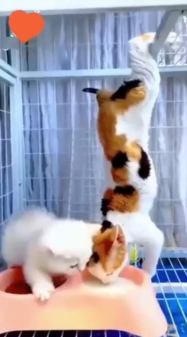 Необычный подход к еде у   котят