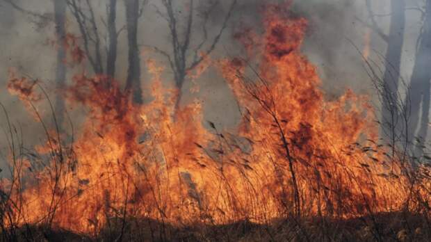 В Кисловодске ликвидировано горение травы на 80 га