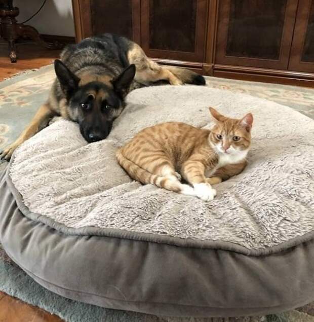 1581715857_pressa_tv_prikolnye_foto_39 (683x700, 294Kb)