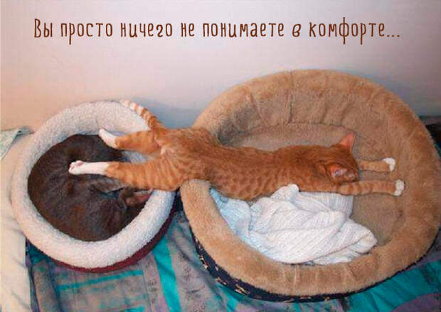 кошка смешно спит