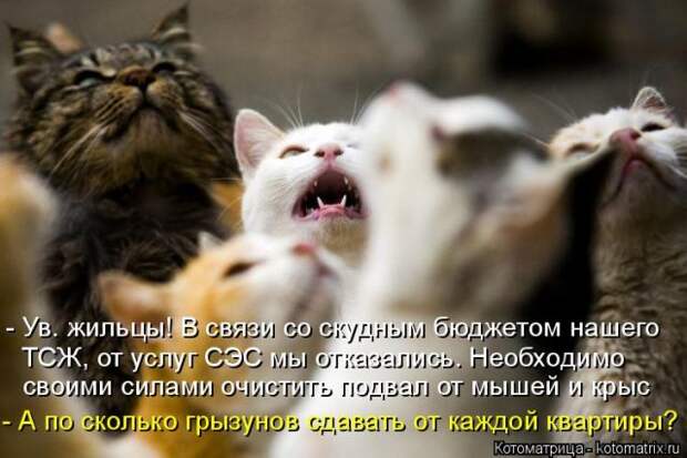 Лучшие котоматрицы недели (50 фото)
