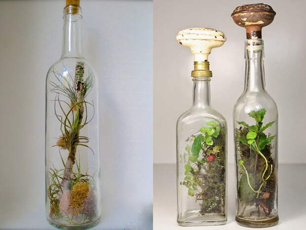 мини-сад в маленьких бутылках