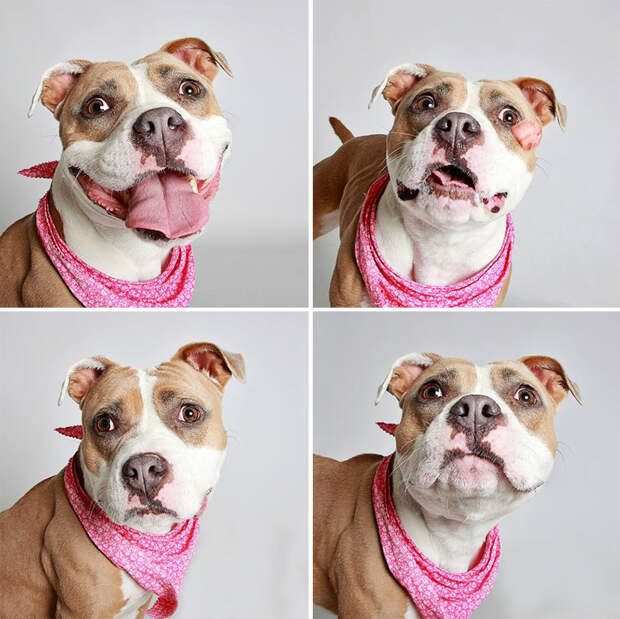 adopted-dog-teton-pitbull-humane-society-utah-3