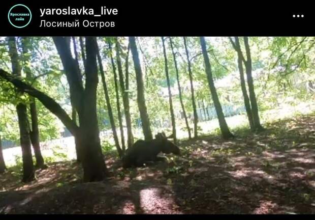 Раненного лося в лесу обнаружили жители Ярославского