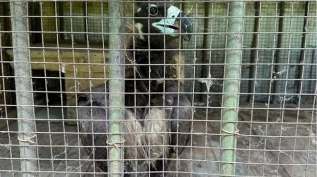 Краснокнижный гриф / Фото: Амурская бассейновая природоохранная прокуратура