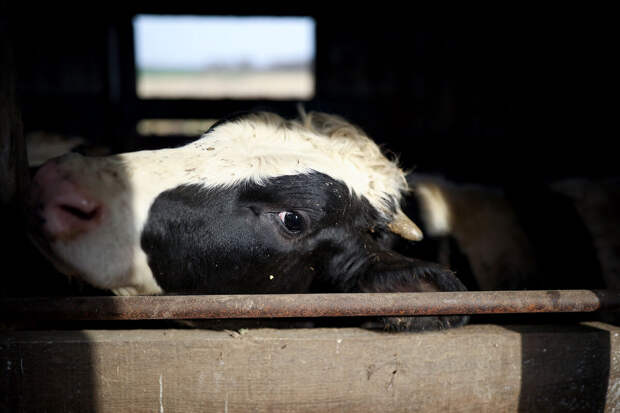 Фермеры в Сибири жалуются на массовый убой скота из-за подозрения на пастереллез