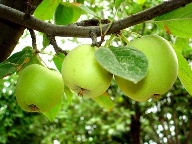 Воздушные отводки: размножение яблони без прививок