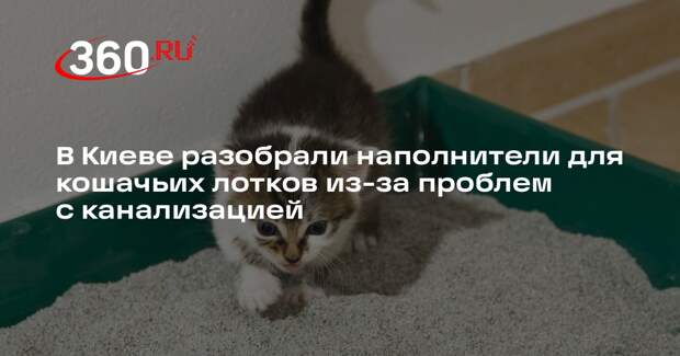 В Киеве разобрали наполнители для кошачьих лотков из-за проблем с канализацией
