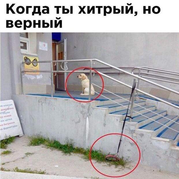 Смешные до слез и прикольные картинки