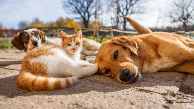 В России готовят систему, которая позволит вести учет домашних животных