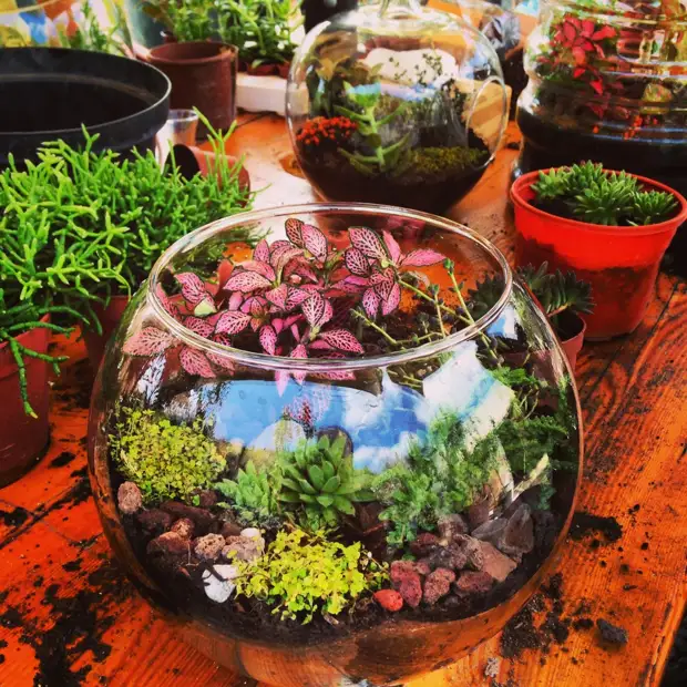 Флорариум своими руками: пошаговый мастер-класс по созданию потрясающего мини-сада за стеклом
