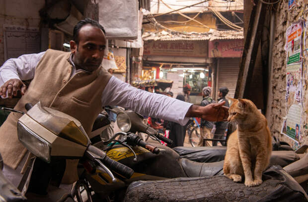 Почему в Индии почти нет кошек?