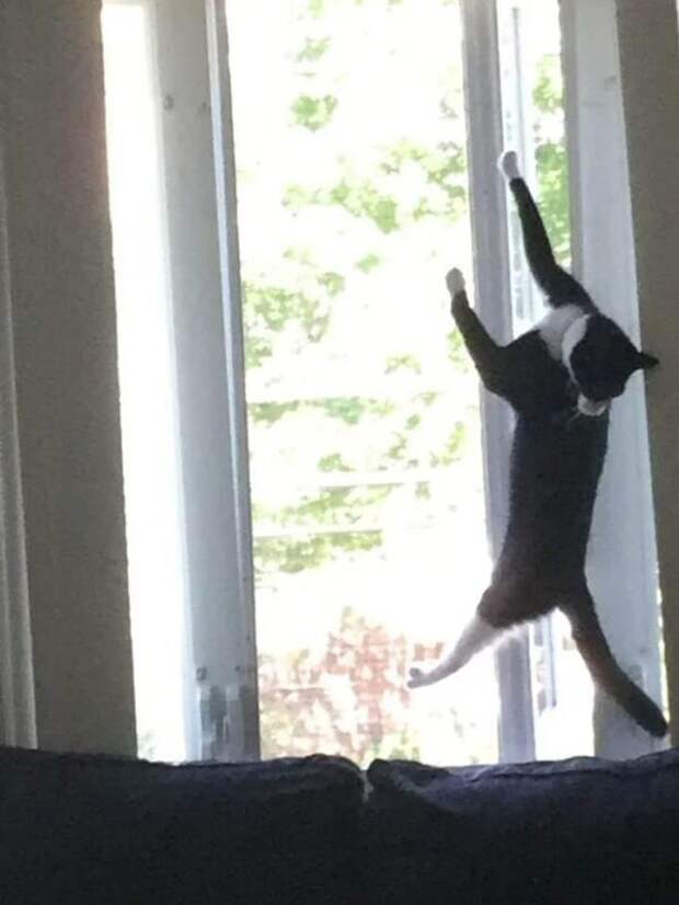 Фотография: Притяженья больше нет: 30 котиков, которые плевать хотели на законы физики №32 - BigPicture.ru