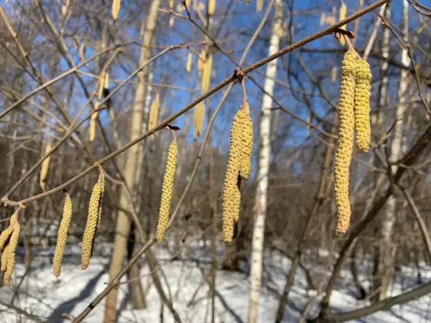В Ботаническом саду зацвел орешник