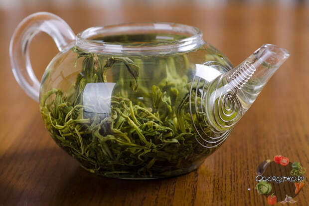 Зеленый чай, польза и вред