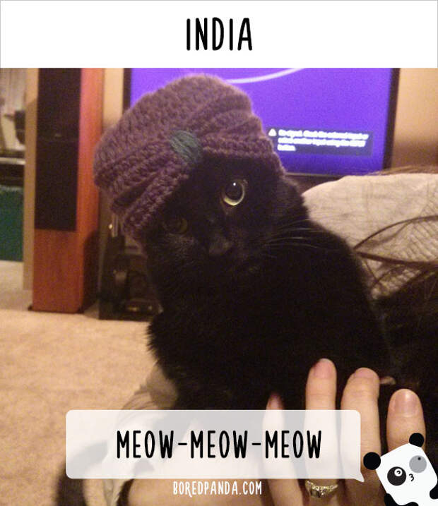 How People Call Cats In India