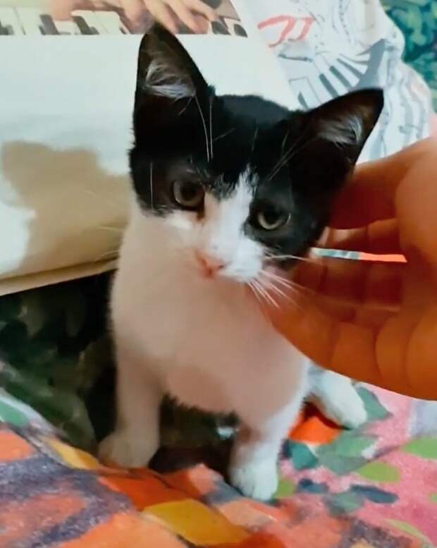 Без кота и жизнь не та