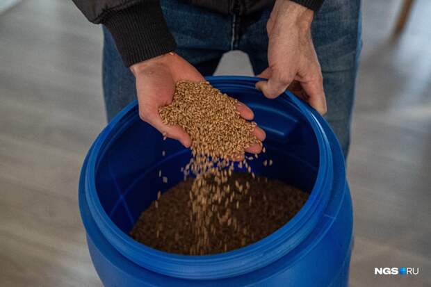 На одном из птичьих рынков Новосибирска австралийцы нашли пшеницу хорошего качества&nbsp;