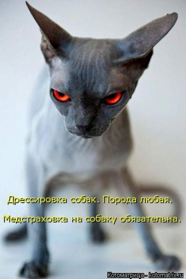 Лучшие котоматрицы недели (50 фото)