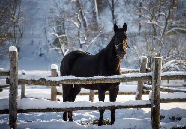 Тульский фотограф показал величественную Ясную Поляну под покровом снега