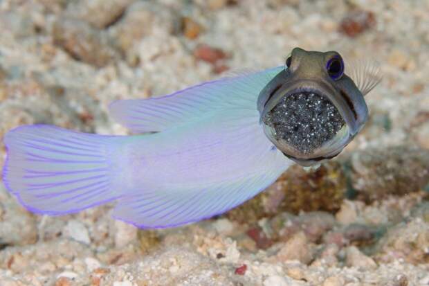 Подводный мир в объективе животные, море, природа., рыбы, фото