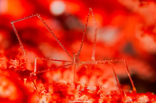 Spider squat lobster (Chirostylus sandyi)