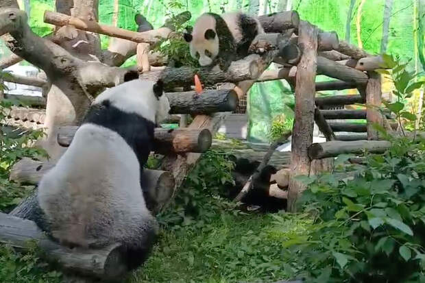 В Московском зоопарке показали прогулку панд Катюши и Дин Дин в большом вольере