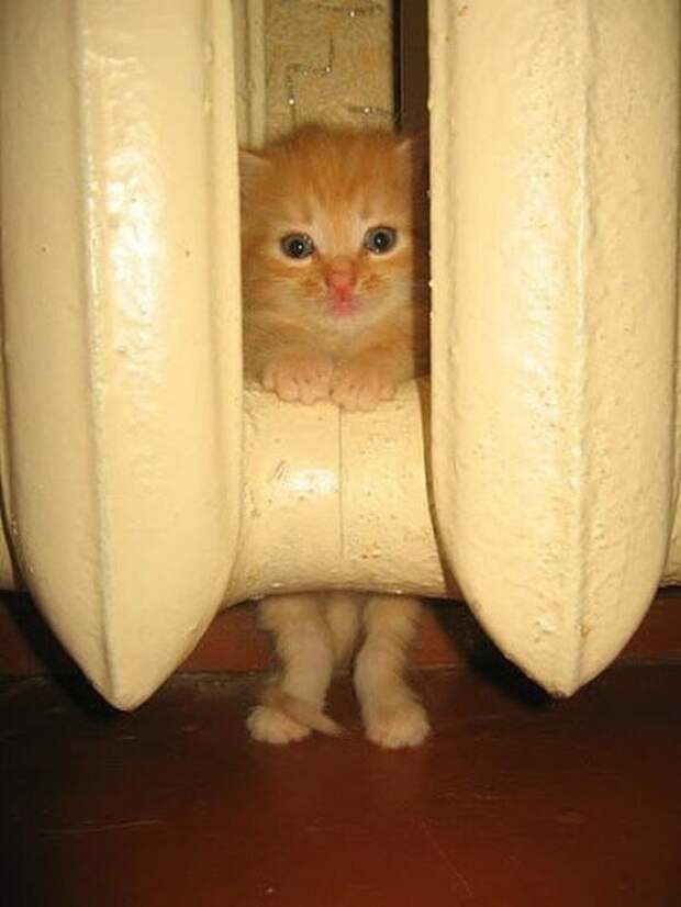 Мерзлявые коты коты, тепло, фото