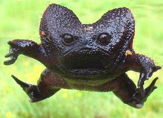 Лягушка Breviceps fuscus или черная водяная лягушка, обитает в Африке животные, природа, странные, удивительное, чудо