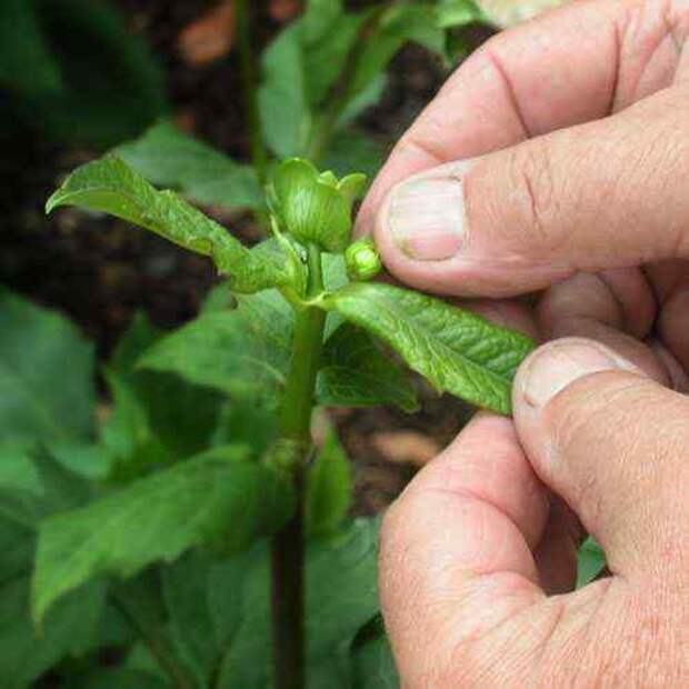 disbudding2 (500x500, 16Kb)