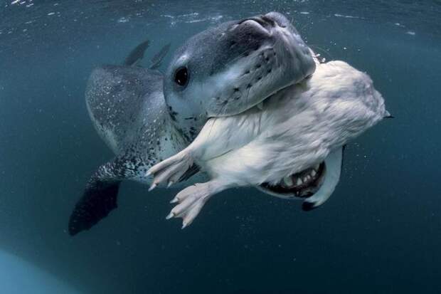 Охота морского леопарда