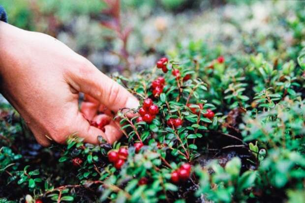 Сроки сбора ягод и орехов в новосибирских лесах назвали в минприроды