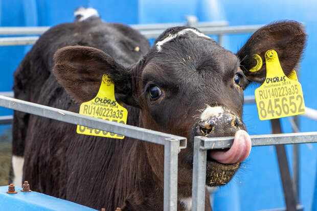 В Новосибирской области назвали причины приведшей к убою скота неизлечимой болезни