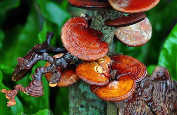 В Китае произрастает схожий с чагой гриб, который называется ганодерма, но он менее эффективный / Фото: vipgrib.ru