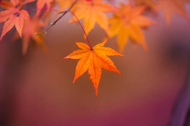 Autumn by lzh  on 500px.com