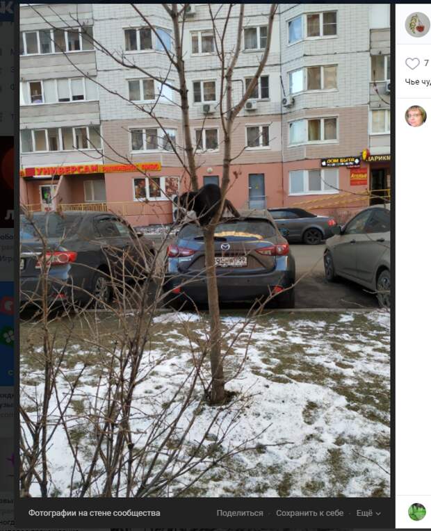 Фото дня: кот «застрял» на дереве в Некрасовке