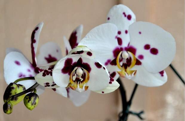 Орхидея фаленопсис: фото и рекомендации по уходу | flori-da.ru