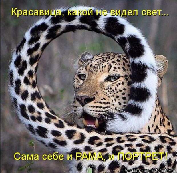 Лучшие котоматрицы недели (50 фото)
